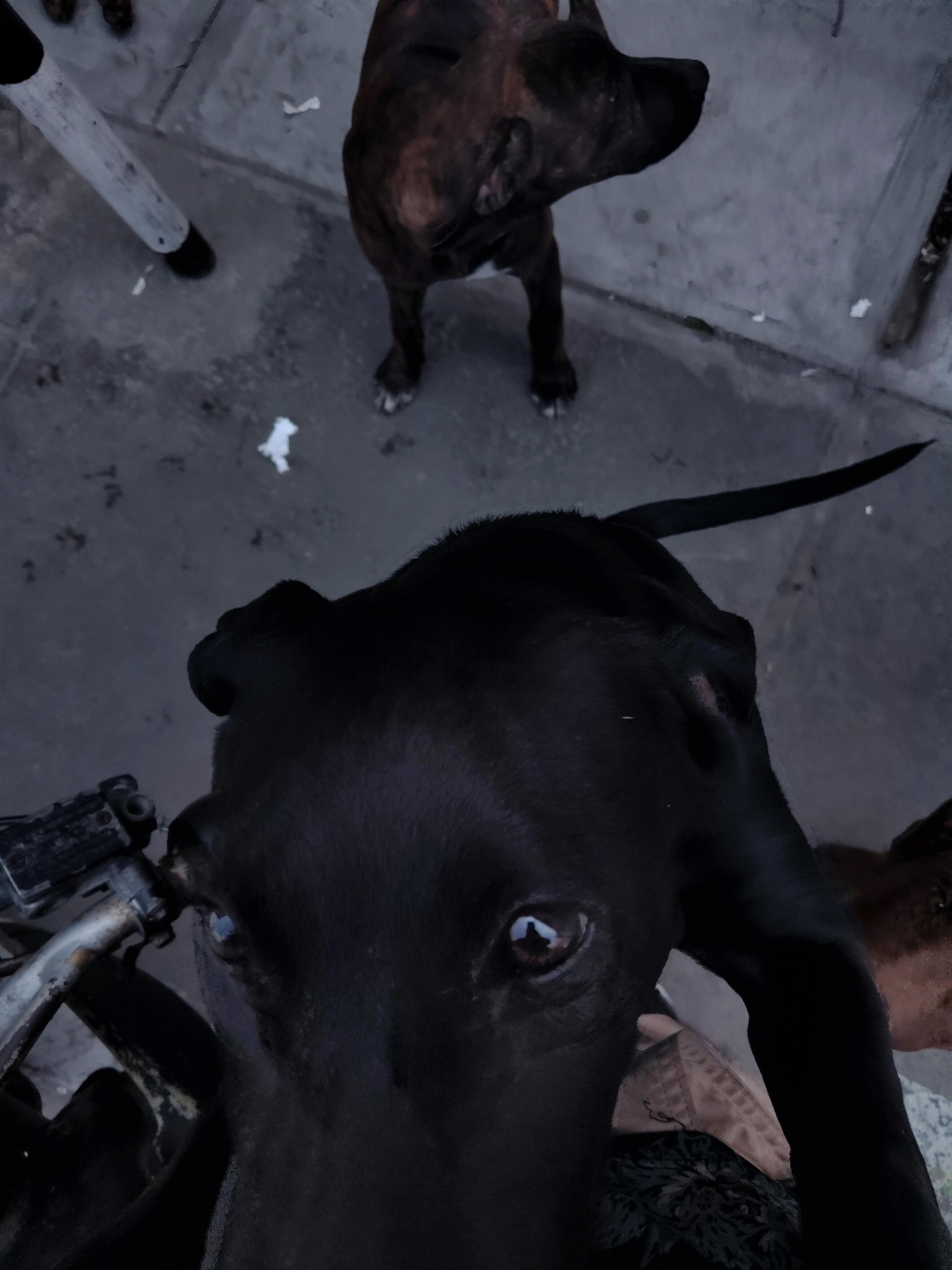 Angelo Meza Meza — foto 3